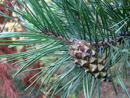 Dendro